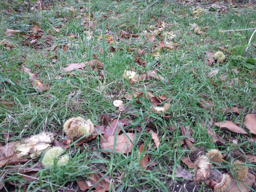 Whole chestnut and the ‘scraps’ are dropped by the parakeets at the same time