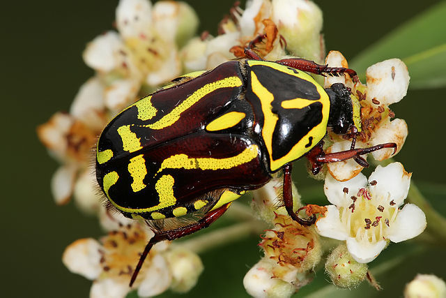 The Urban Field Naturalist Project | Little Discoveries in the Garden