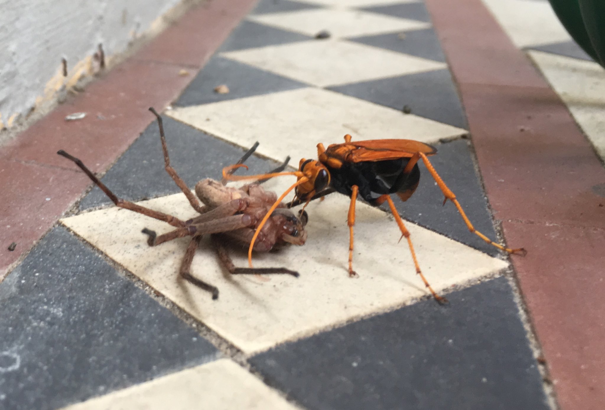 spider wasp and hunstman spider