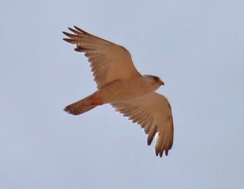 The Grey Falcon we saw in December 2014 from Cameron Corner.  Photograph by Paul Barden